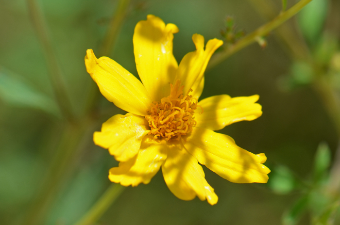 Lemmon’s Marigold has bright yellow flowers; the flower heads as noted here consist of both ray and disk florets. Tagetes lemmonii
